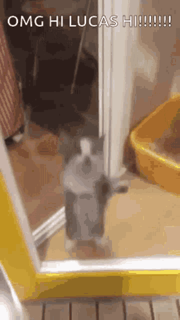 Cat Lucas Gif GIF
