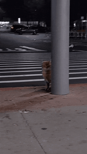 Cat Lurking Behind The Post GIF