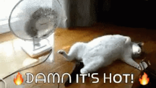 Cat Lying by Fan Damn It's Hot