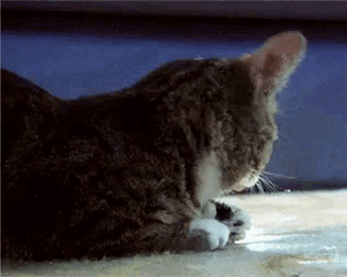 Cat Lying Down Eyes Closed