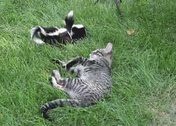 Cat Lying in Grass Next to Two Skunks