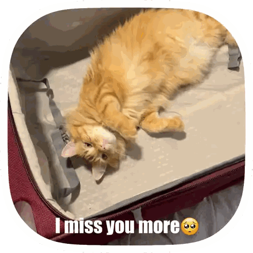 Cat Lying in Suitcase I Miss You More