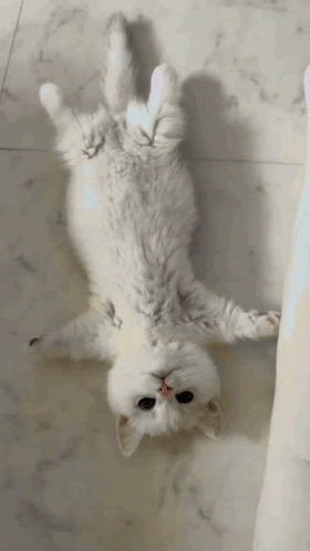 Cat Lying Lay Down GIF