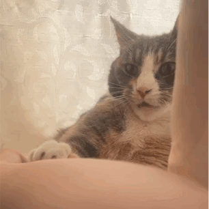 Cat Lying on Arm Looking at Camera