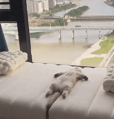 Cat Lying on Back by Window