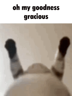 Cat Lying On Back Legs Up Saying Oh My Goodness Gracious GIF