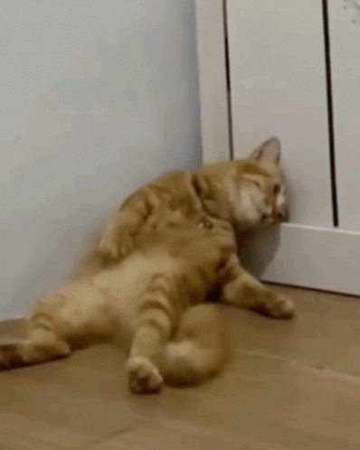 Cat Lying on Back Next to Radiator