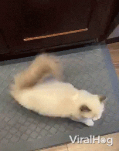 Cat Lying on Back on Mat
