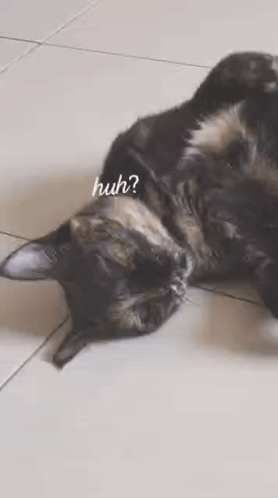 Cat Lying On Back On Tile Floor GIF