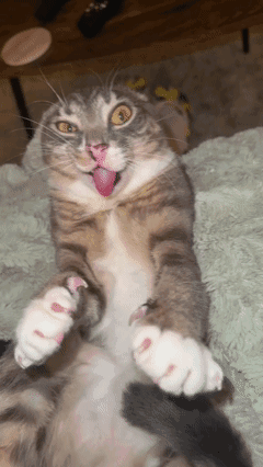Cat Lying On Back With Tongue Out GIF