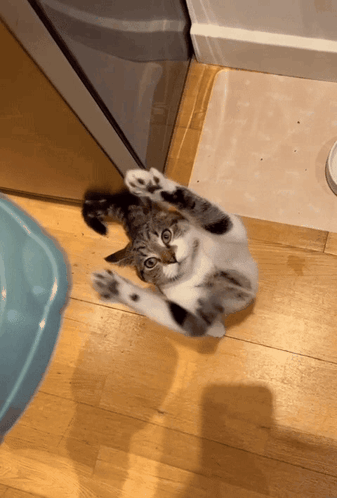 Cat Lying on Back