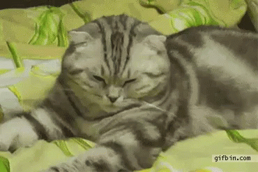 Cat Lying on Bed Eyes Closed Looking at Camera