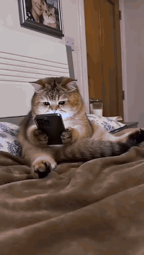 Cat Lying On Bed Holding Phone GIF