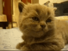 Cat Lying On Bed Looking At Camera GIF