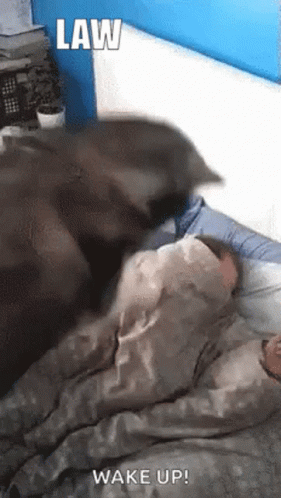 Cat Lying On Bed Next To Sleeping Person GIF