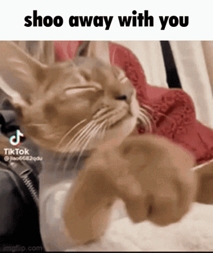 Cat Lying on Bed Saying Shoo Away