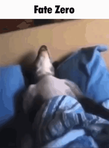 Cat Lying on Bed with Blue Blanket