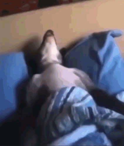Cat Lying on Bed with Blue Blanket