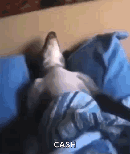 Cat Lying on Bed With Cash