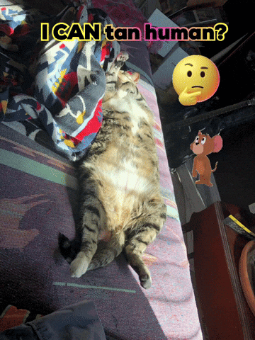 Cat Lying on Bed With I Can Tan Human
