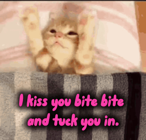 Cat Lying on Bed With I Kiss You Bite Bite