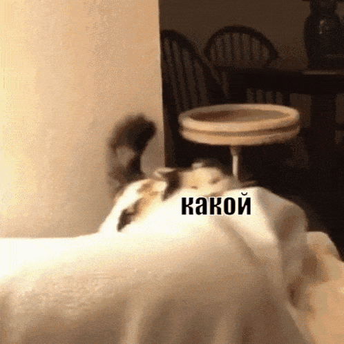 Cat Lying on Bed with Какой Written