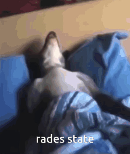 Cat Lying On Bed With Rades State GIF