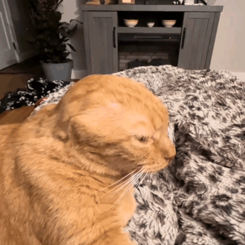 Cat Lying on Blanket by Fireplace