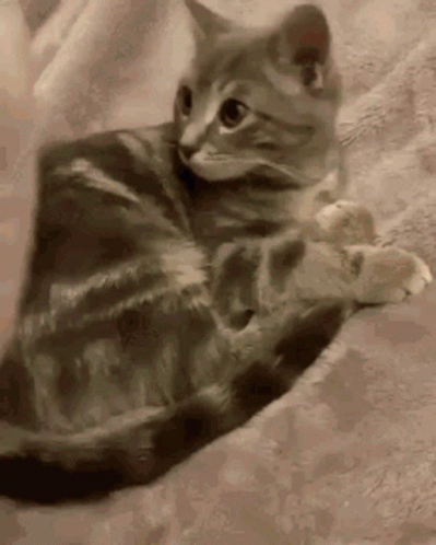 Cat Lying on Blanket Looking at Camera