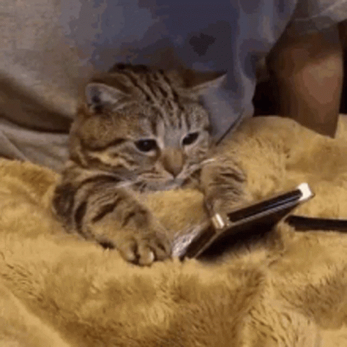 Cat Lying on Blanket Looking at Phone