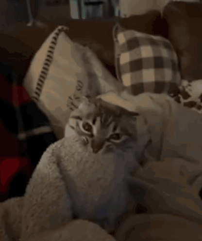 Cat Lying on Blanket With Pillow Saying It's So On It