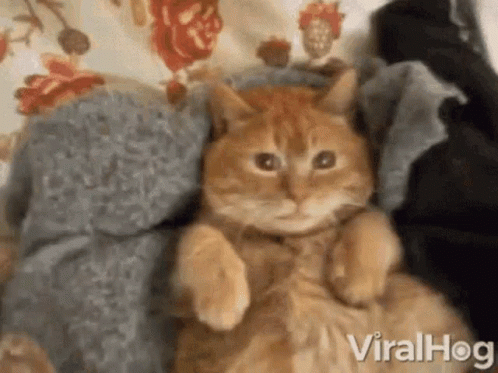 Cat Lying on Clothes