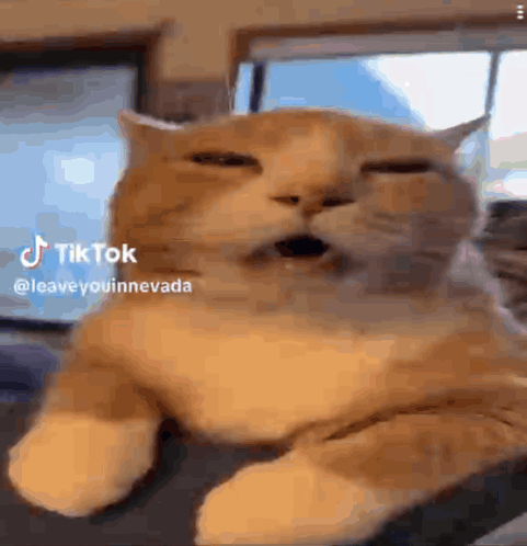 Cat Lying on Couch Eyes Closed Mouth Open