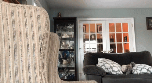 Cat Lying on Couch in Front of Glass Cabinet