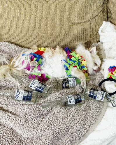 Cat Lying on Couch with Corona Bottles