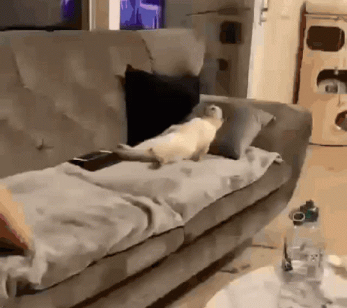 Cat Lying on Couch with Remote