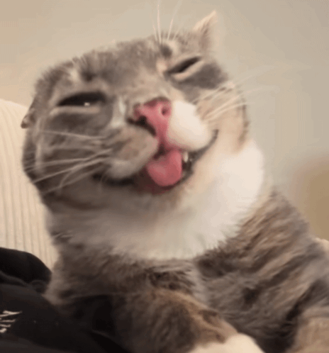 Cat Lying on Couch with Tongue Out