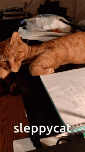 Cat Lying On Desk With Sleepycat GIF