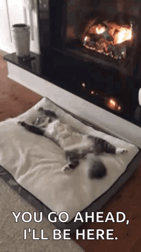 Cat Lying On Dog Bed Next To Fireplace GIF