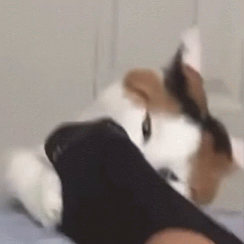 Cat Lying on Feet