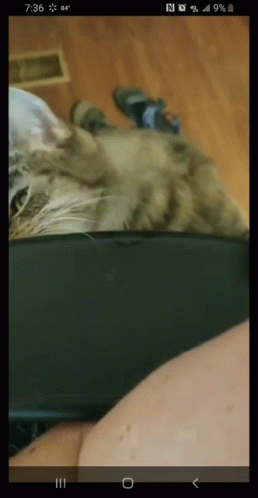 Cat Lying on Lap on Phone Screen
