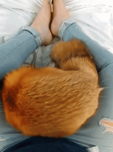 Cat Lying On Person's Lap GIF