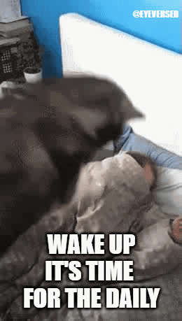 Cat Lying on Person Wake Up Time