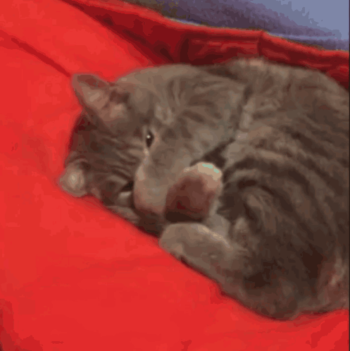 Cat Lying on Red Blanket Licking It