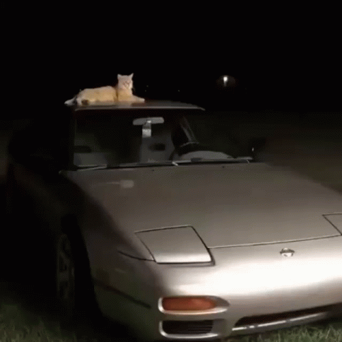Cat Lying on Silver Car