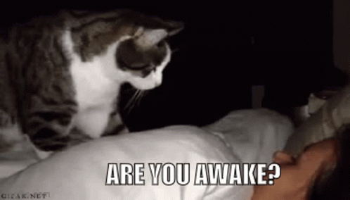 Cat Lying on Woman's Head Are You Awake
