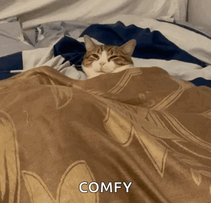 Cat Lying Under Blanket Says Comfy