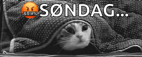 Cat Lying Under Blanket with Sondag