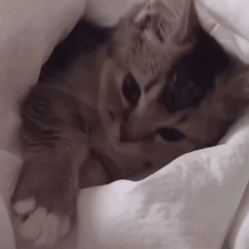 Cat Lying Under White Blanket