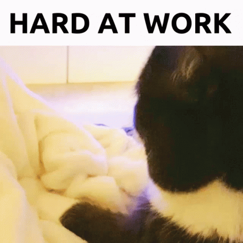 Cat Making Biscuits Hard At Work GIF